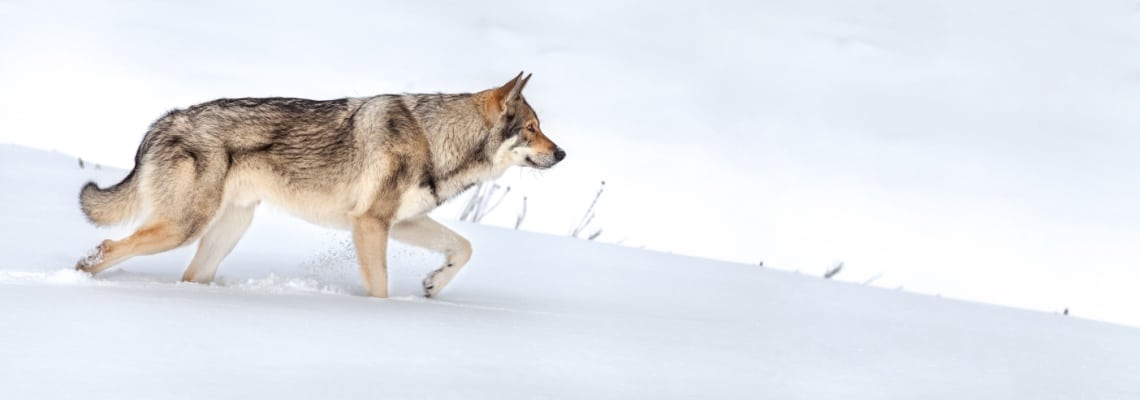 Chien-loup tchécoslovaque