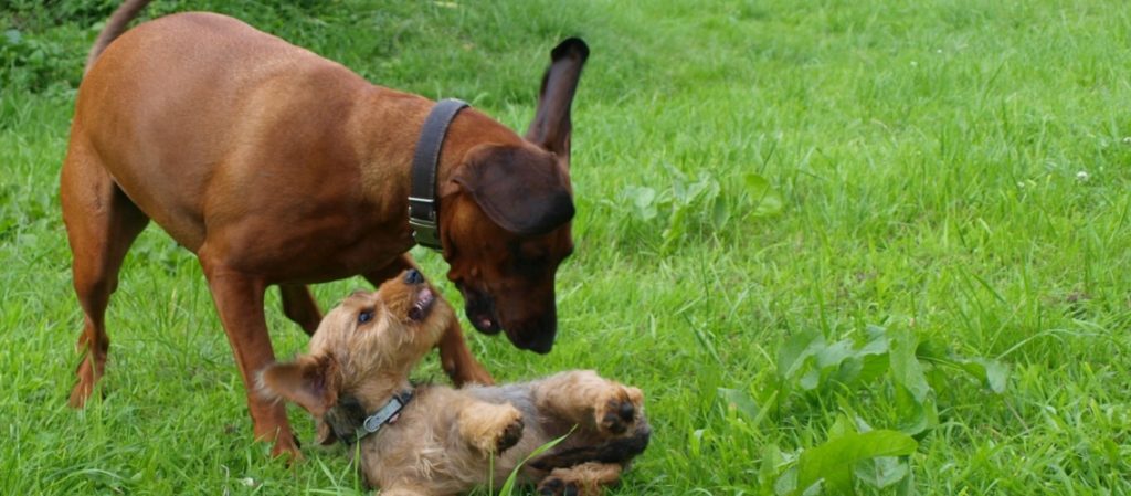 Chien rouge de Hanovre
