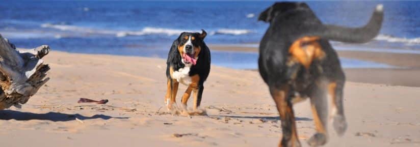 Grand Bouvier Suisse