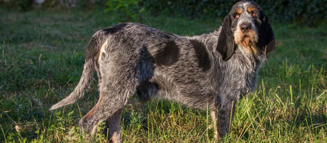 Griffon bleu de Gascogne