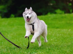 Husky de Sibérie