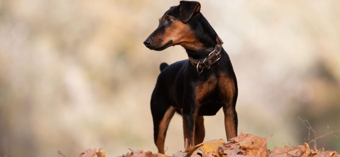 Jagd terrier