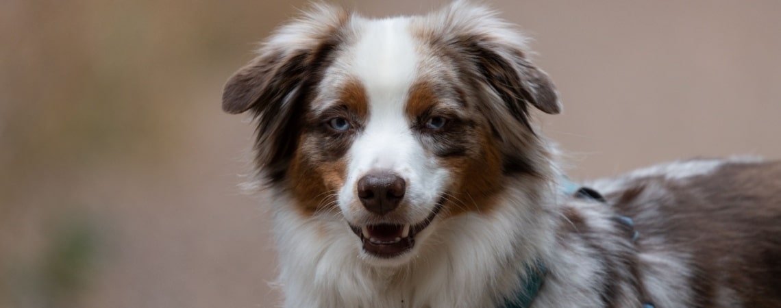 Mini Aussie