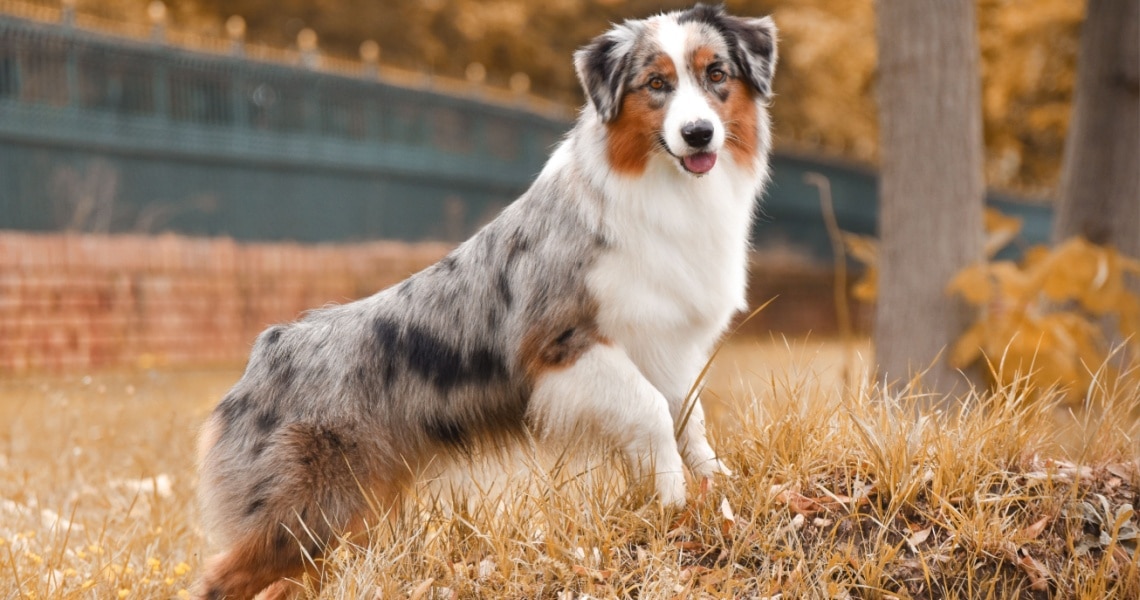 Miniature American Shepherd