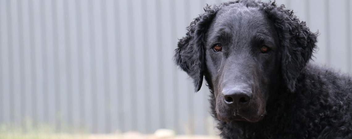 Retriever à poil bouclé