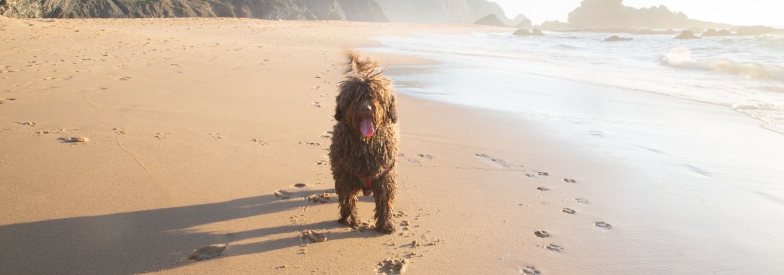 Spanish Water Dog