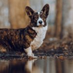 Welsh Corgi Cardigan