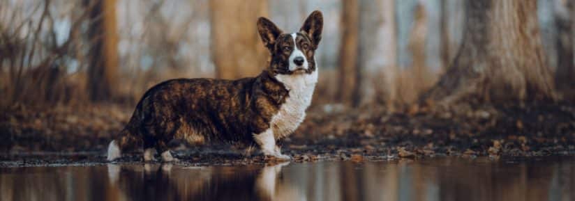 Welsh Corgi Cardigan