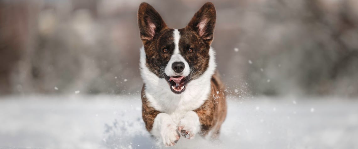 Welsh Corgi Cardigan