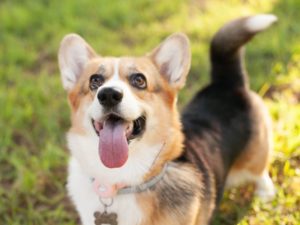 Welsh Corgi Cardigan