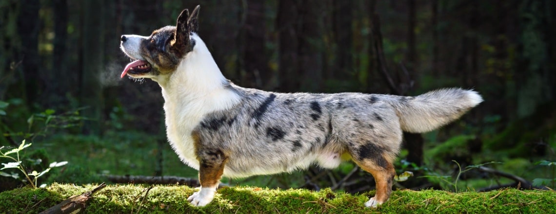 Welsh Corgi Cardigan