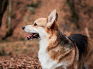 Welsh Corgi Pembroke