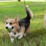 Welsh Corgi Pembroke