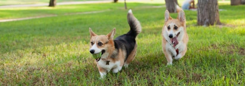 Welsh Corgi Pembroke