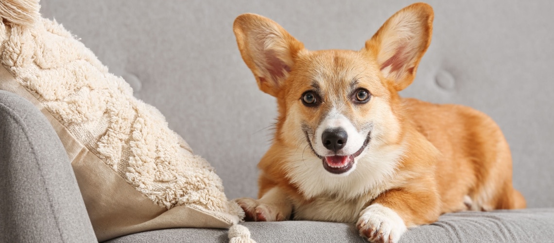 Welsh Corgi Pembroke