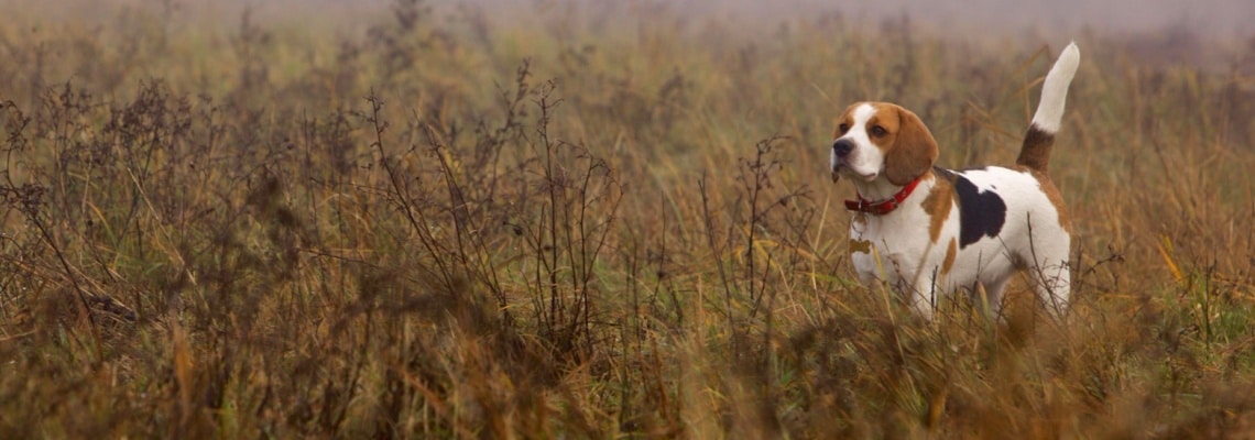 beagle chasse