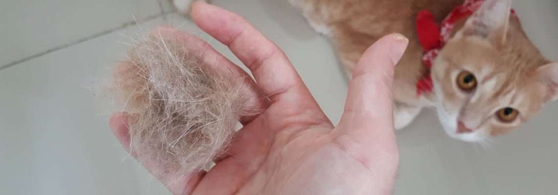 boules de poils chez le chat