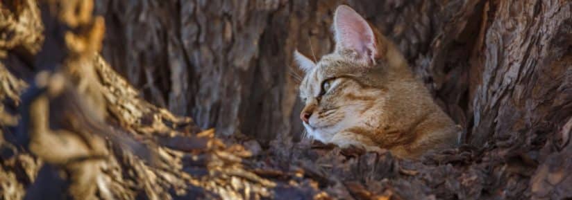 chat sauvage