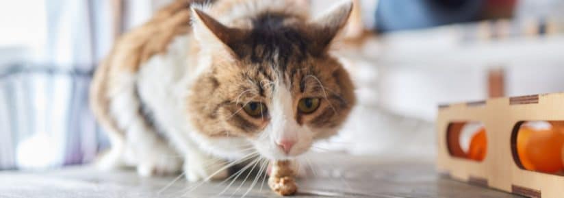 chat vomit ses croquettes