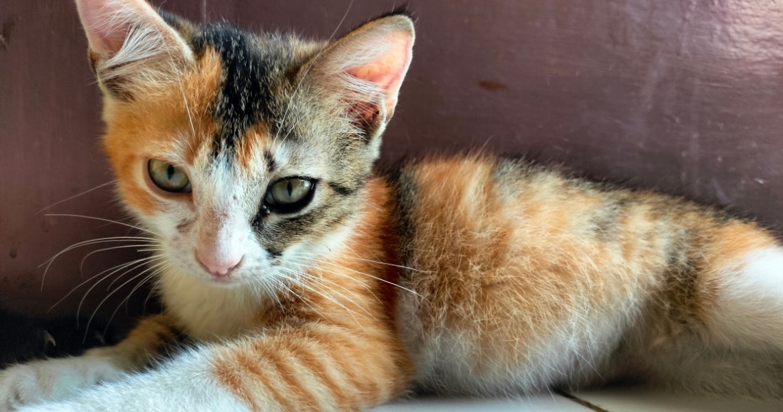 chaton Calico