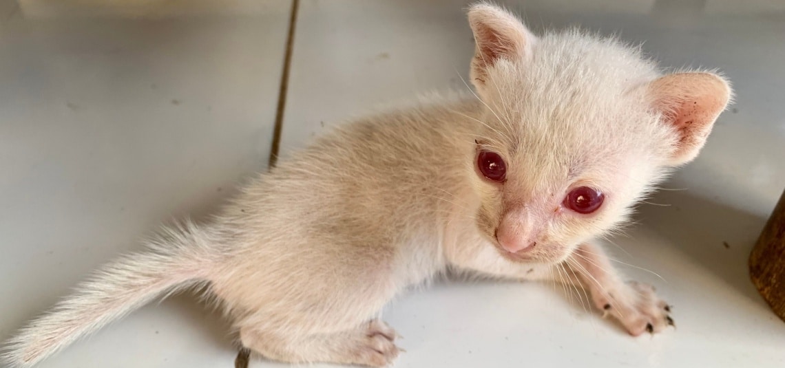 chaton albinos