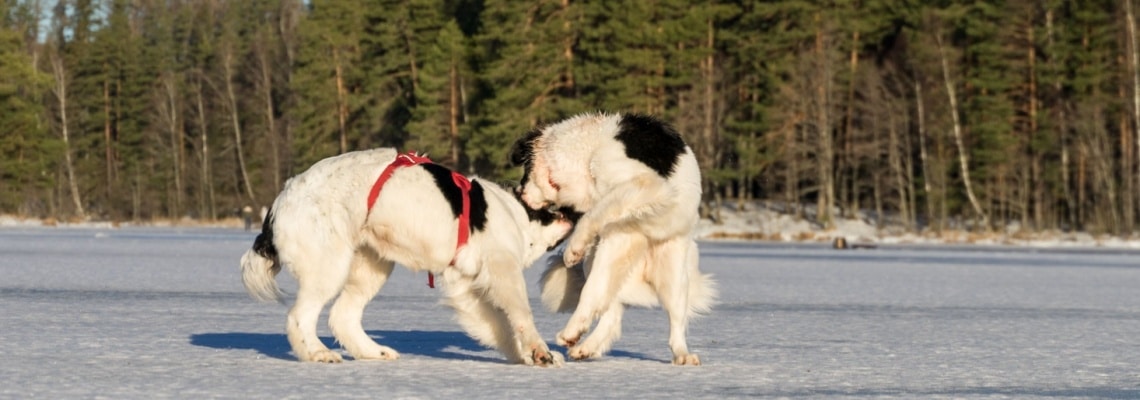 chien Landseer