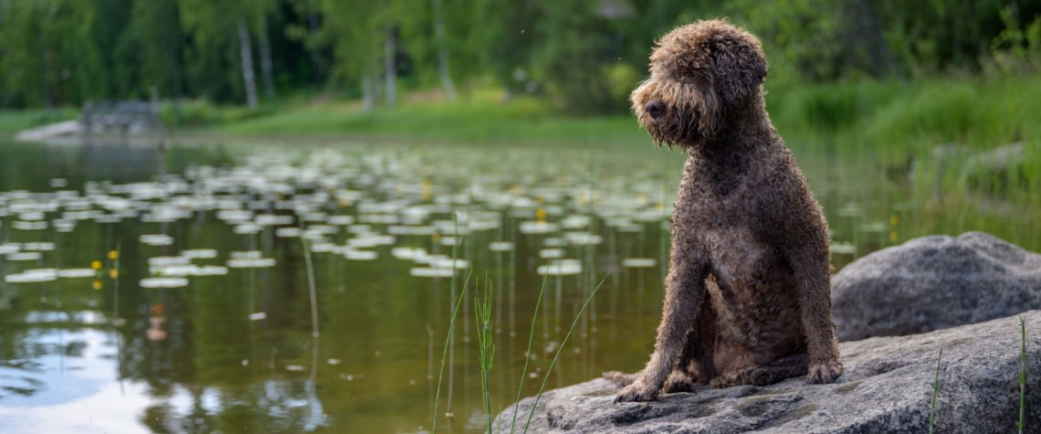 chien d eau romagnol