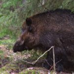 chien de chasse aux sangliers