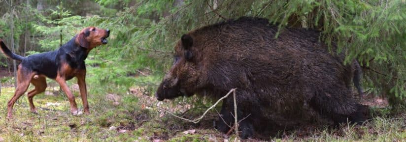 chien de chasse aux sangliers