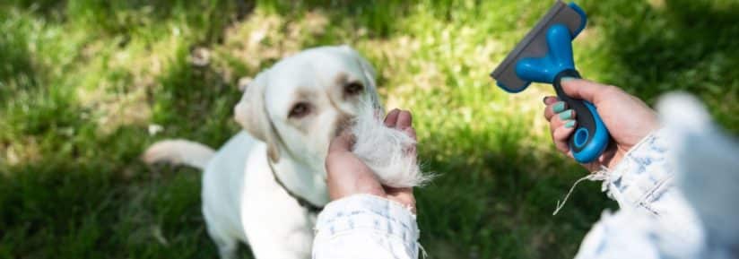 chien qui ne perd pas ses poils