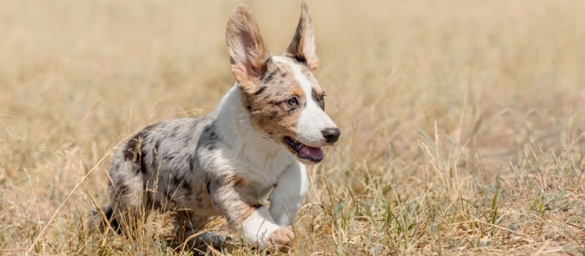 Welsh Corgi Cardigan