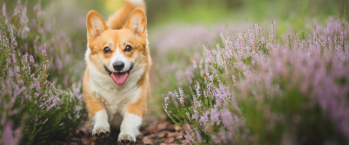 chiot Welsh Corgi Pembroke