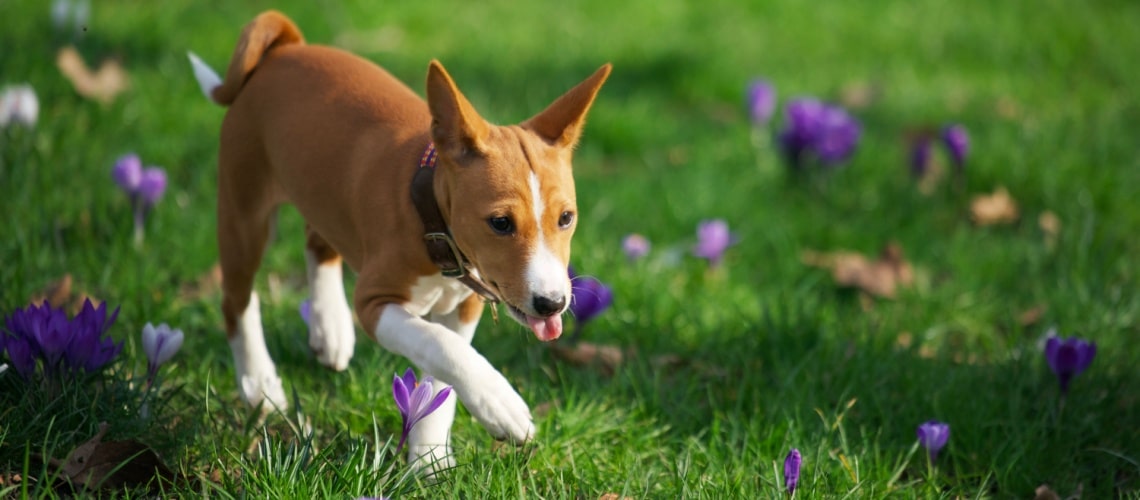 chiot Basenji