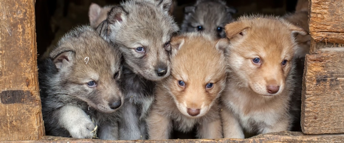 Chien-loup tchécoslovaque