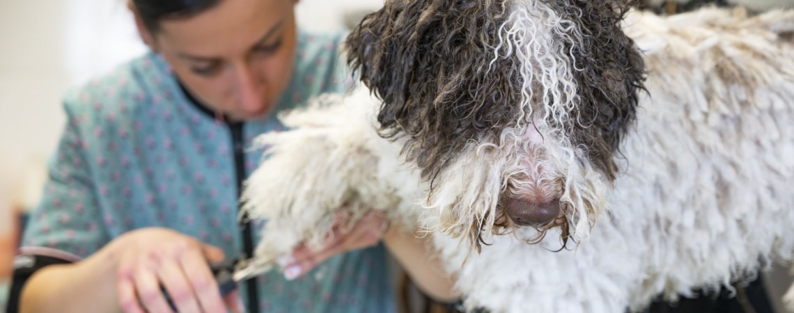 entretien Chien d'eau romagnol