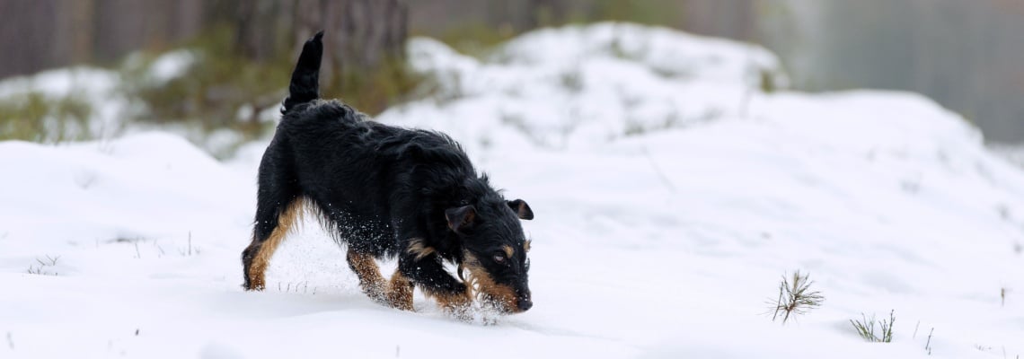 Terrier de chasse allemand noir et feu