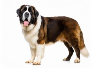 saint bernard