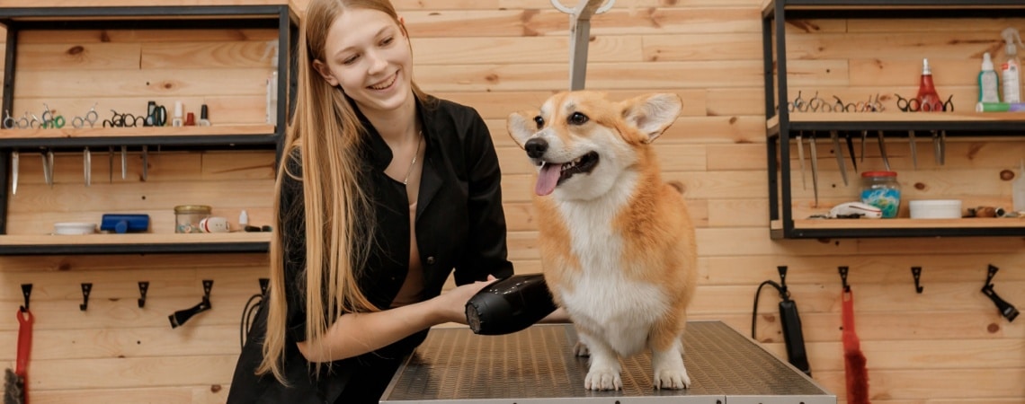 toilettage Welsh Corgi Pembroke