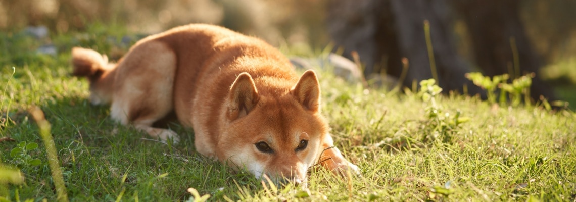 Akita Inu