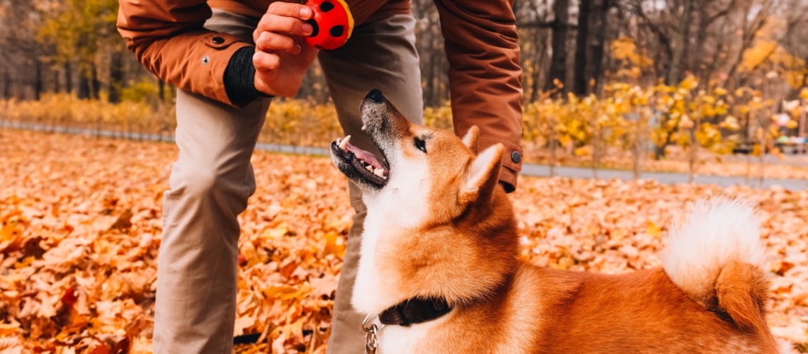 Akita Inu - race de chien