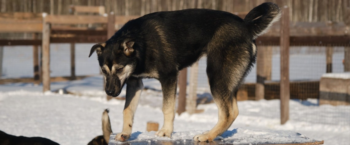 Alaskan Husky