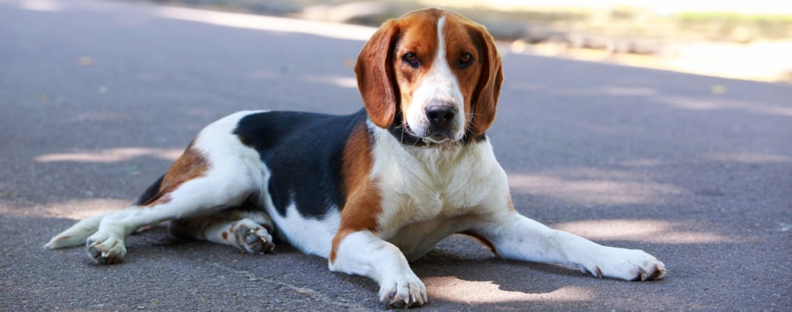 American Foxhound