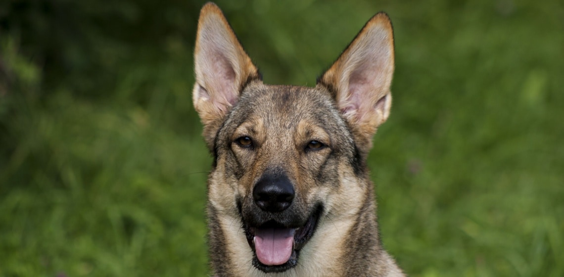 American Wolfdog