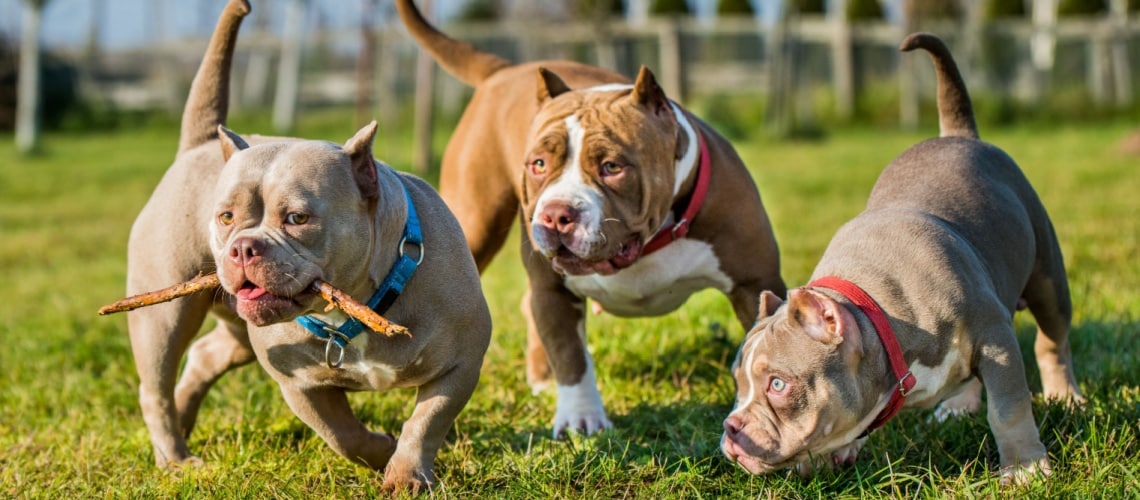 American bully