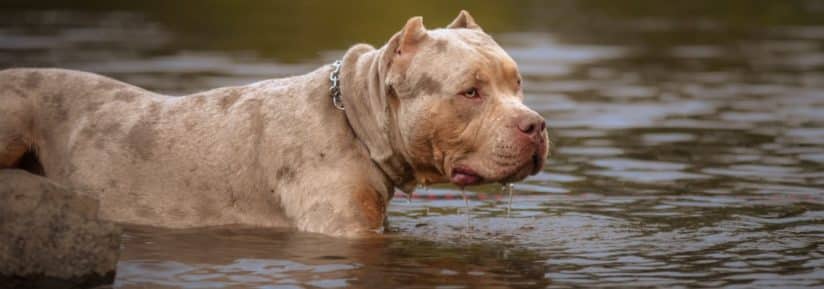 American bully