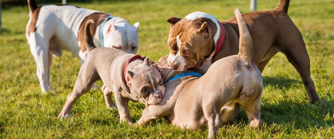 American bully avec autres chiens