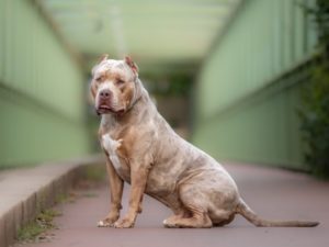 American bully