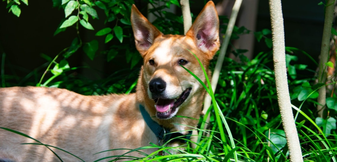 American dingo