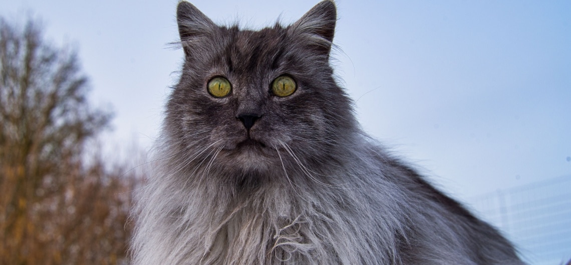 Angora turc poil long