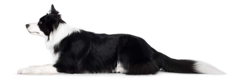 Assurance pour Border Collie